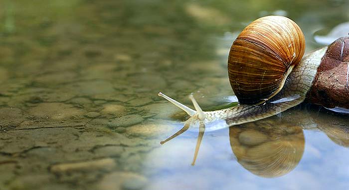 When do snails eat?