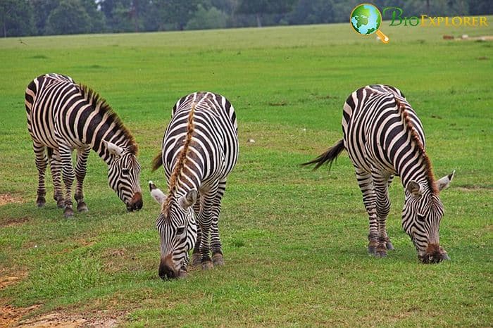 When Do Zebras Eat?