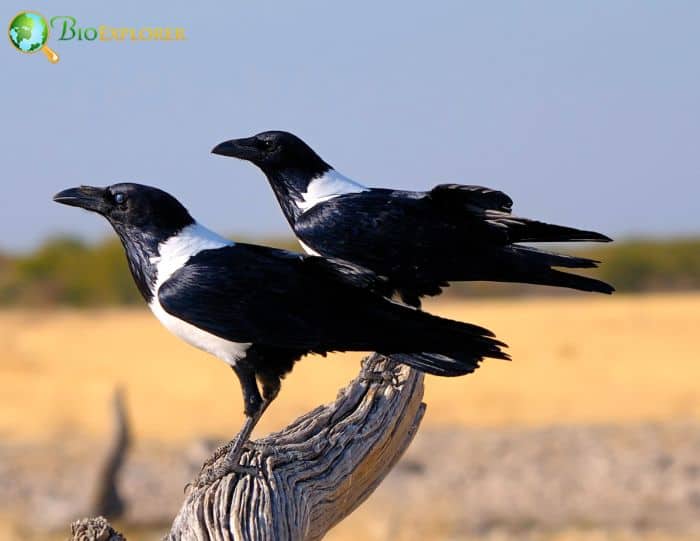 where can you spot pied crows?