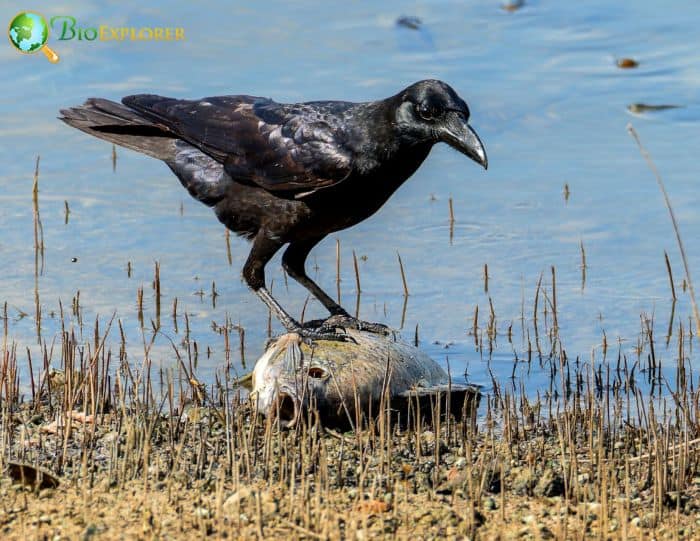 where do fish crows live?