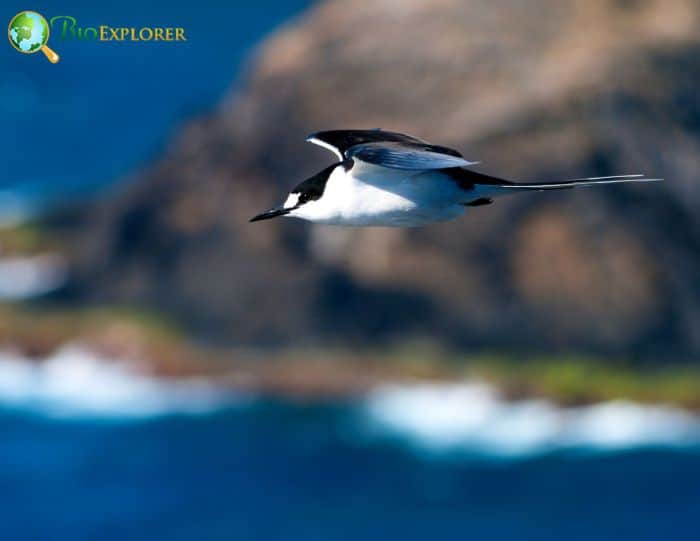 where do sooty terns live?