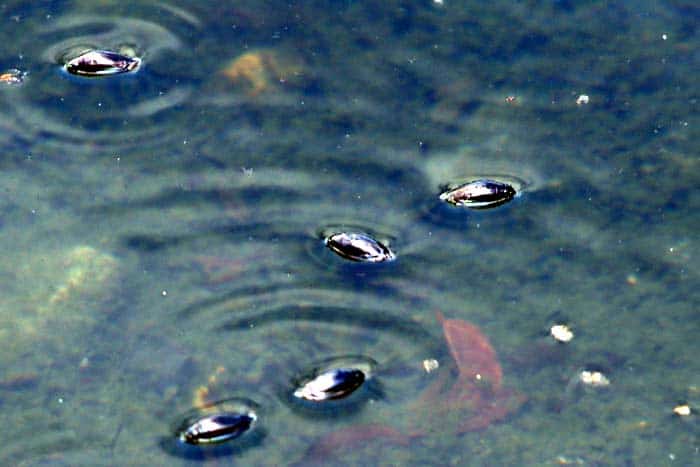 Whirligig Beetles Feed on Animals