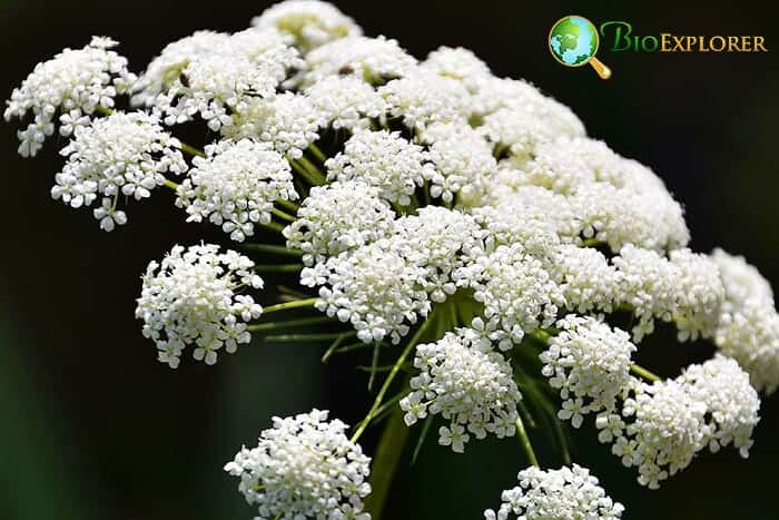 White Ammi majus