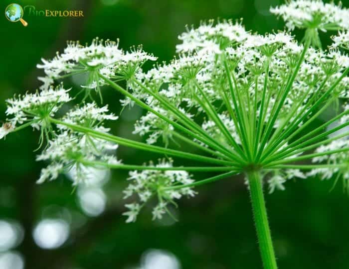 White Angelica Flowers