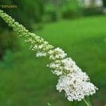 White Buddleia Flowers