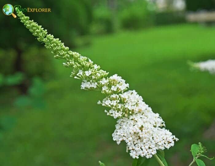 White Buddleia Flowers