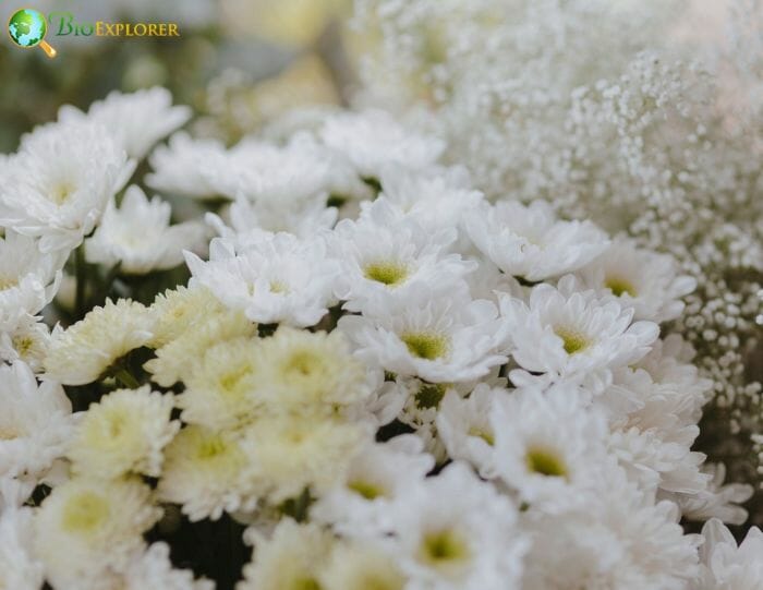 White Caspia Flowers