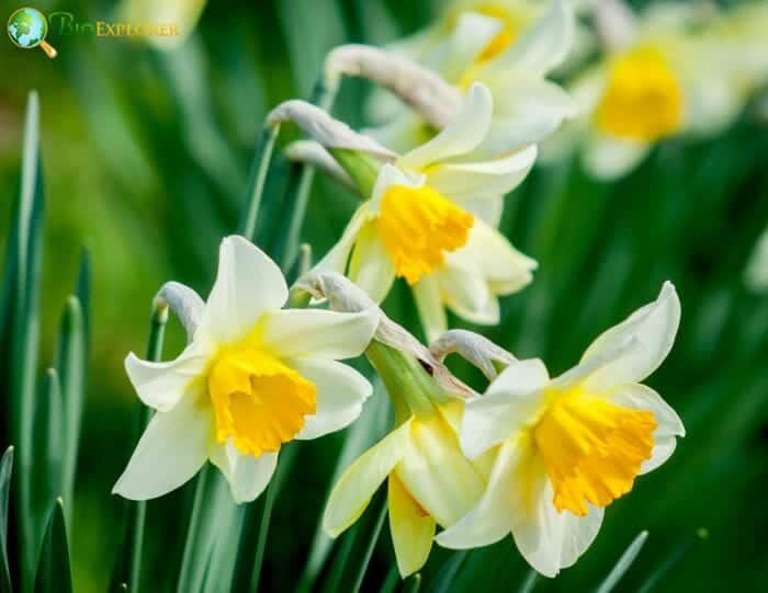 White Daffodil Flowers