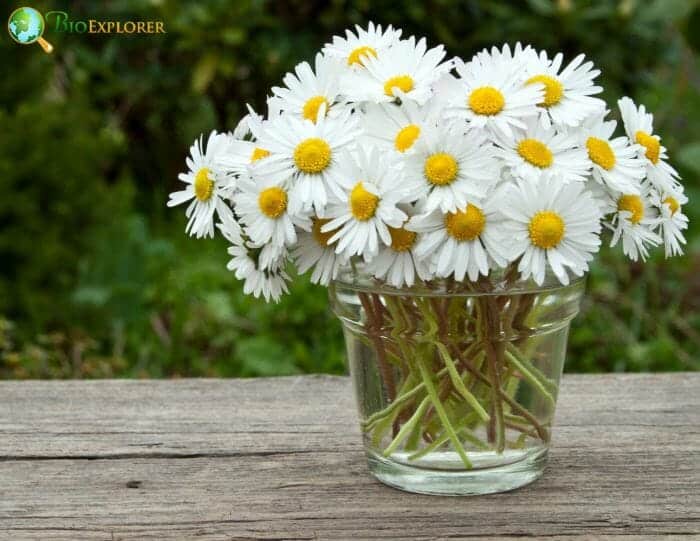 White Daisy Flowers