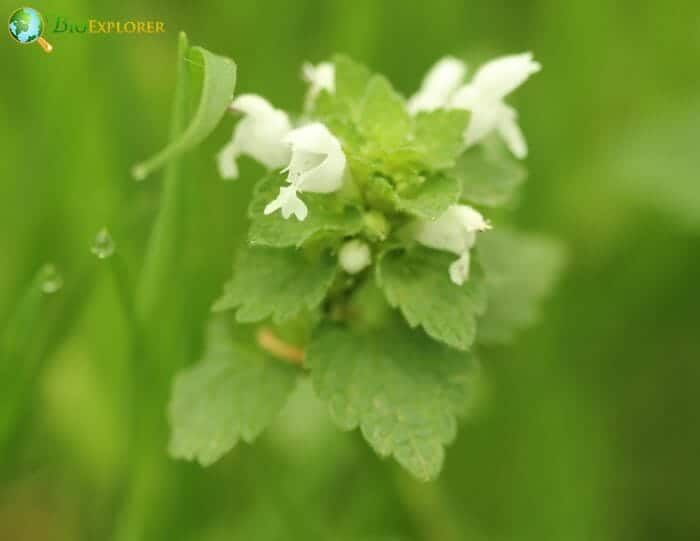 White Dead Nettle Flowers