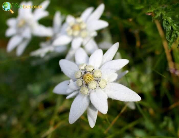 White Edelweiss Flowers