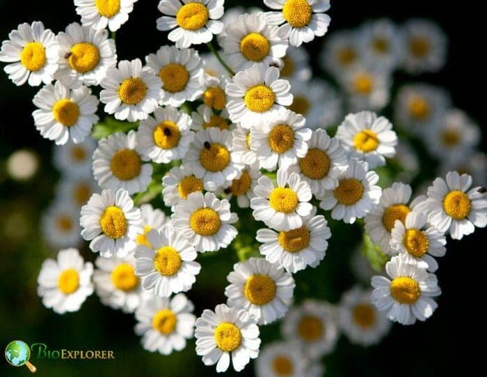 White Feverfew Flowers