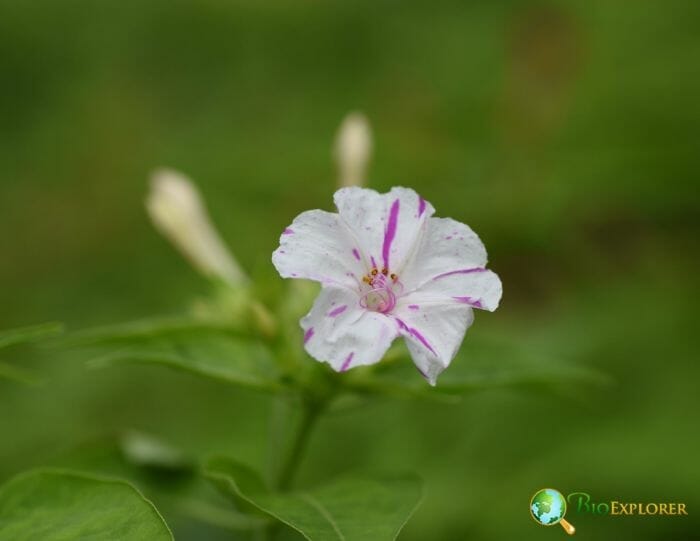 White Four O'clock Flower