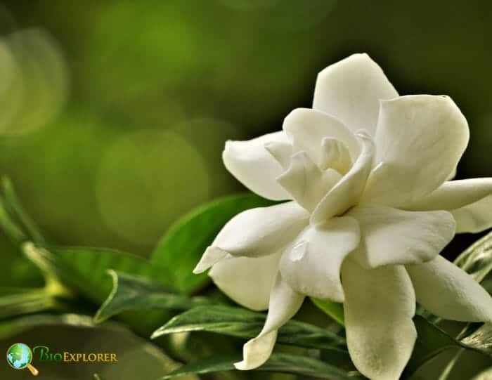 White Gardenia Flower