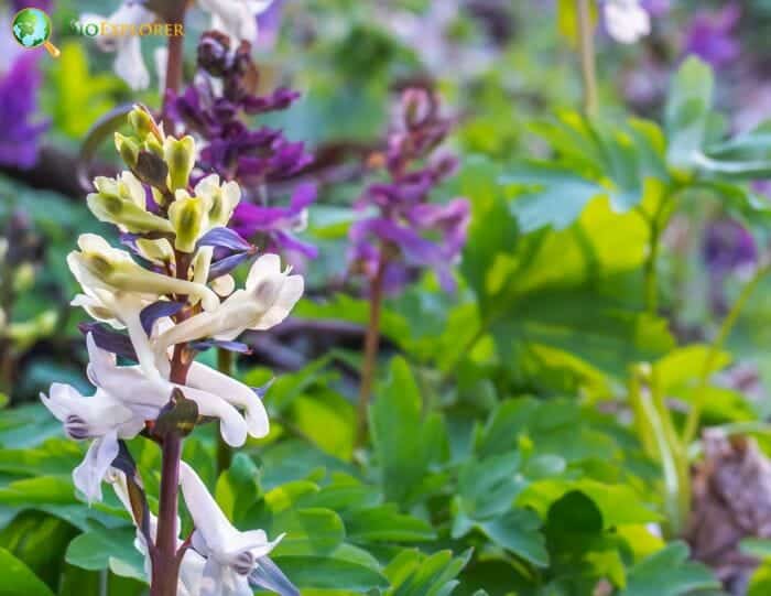 White Hollowroot Flowers