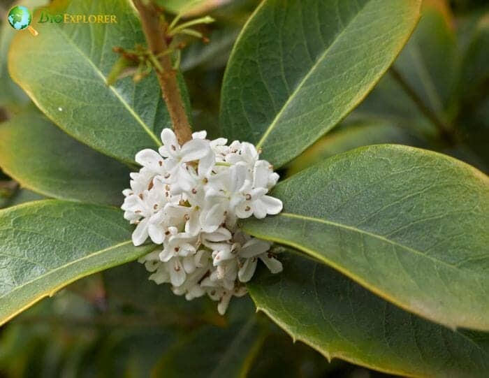 White Holly Flowers