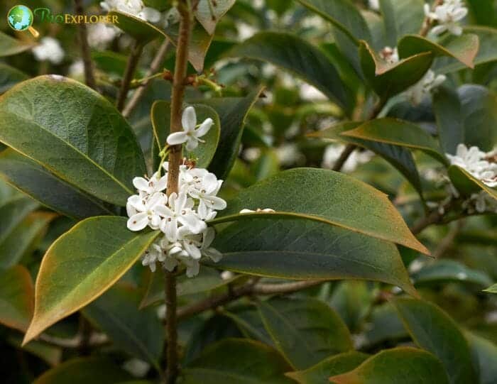 White Holly Flowers