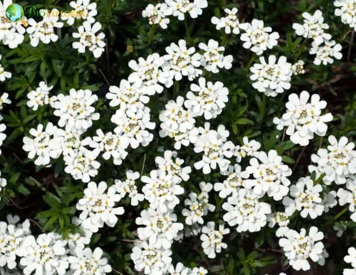 White Iberis Amara Flowers