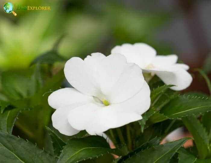 White Impatiens Flowers