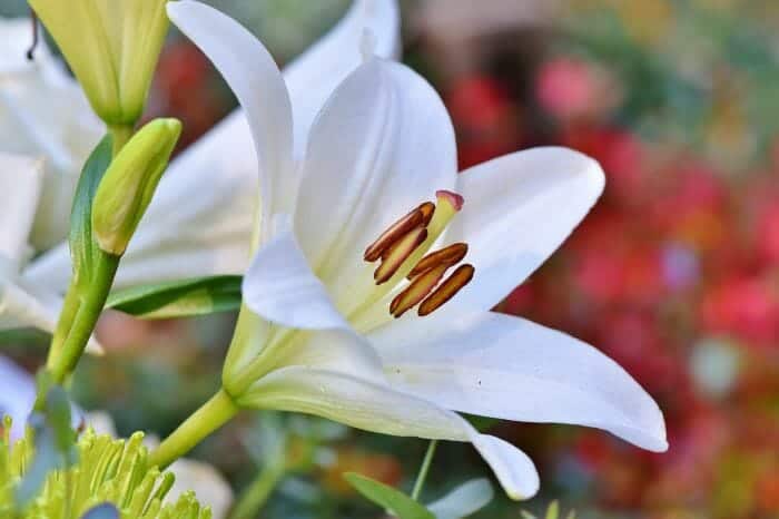 White Lilies