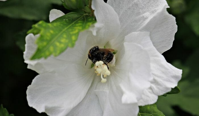 White Mallow Flower