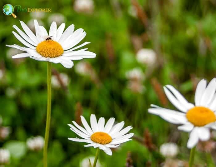 White Marguerite Daisy Flowers