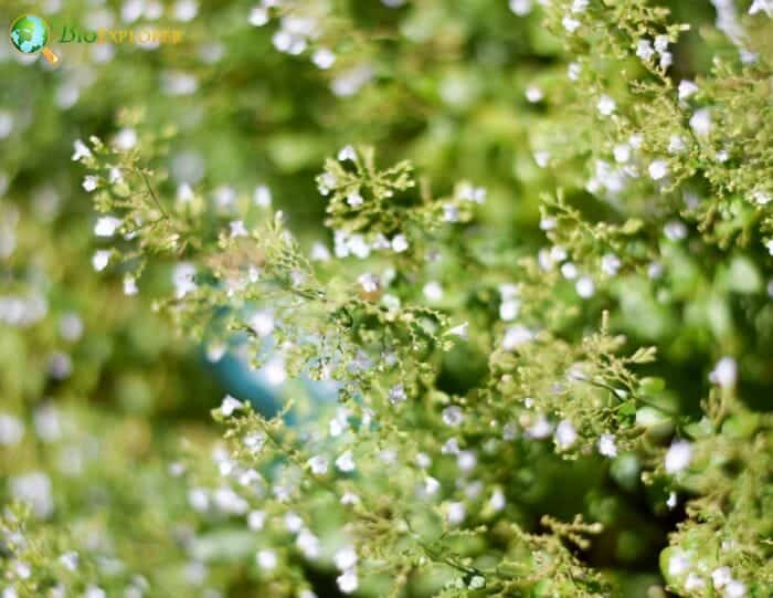 White Marjoram Flowers