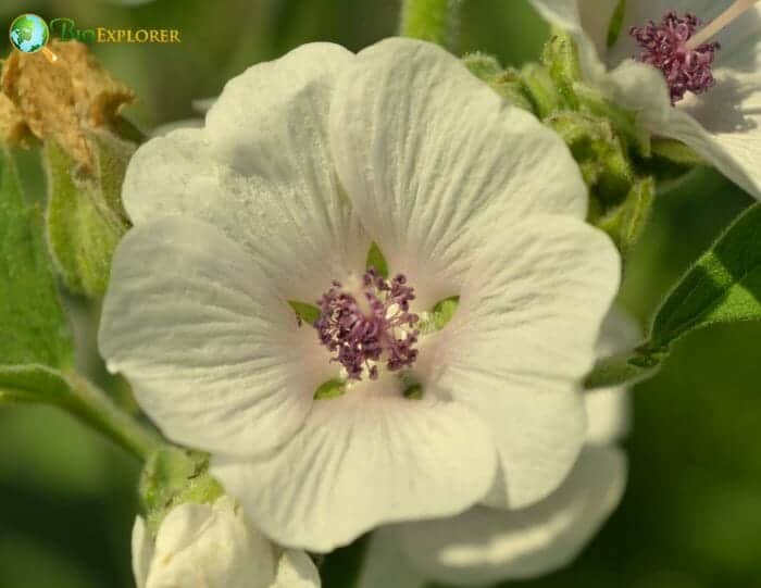 White Marshmallow Flower