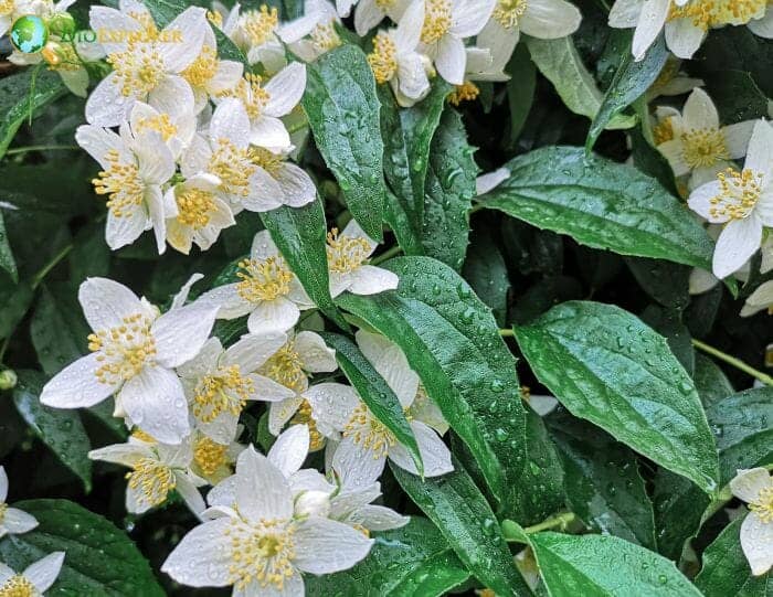 White Mock Orange Flowers