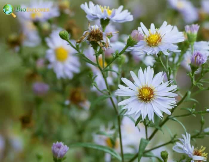 White Monte Cassino Flowers