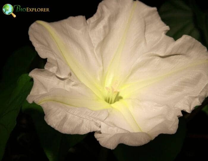 White Moonflower