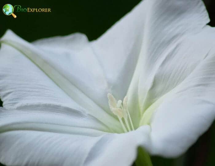 White Moonflowers