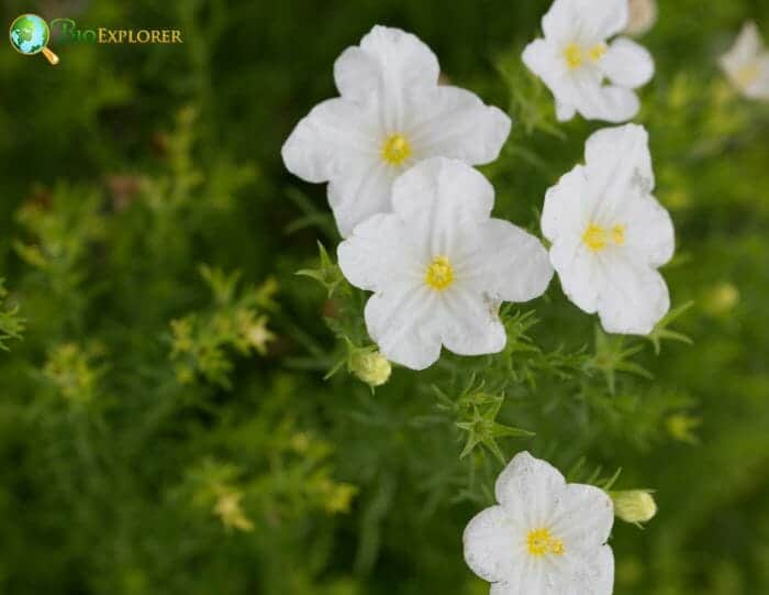 White Nierembergia Flowers