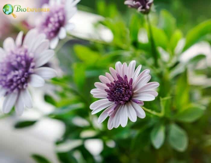 White Osteospermum Flowers