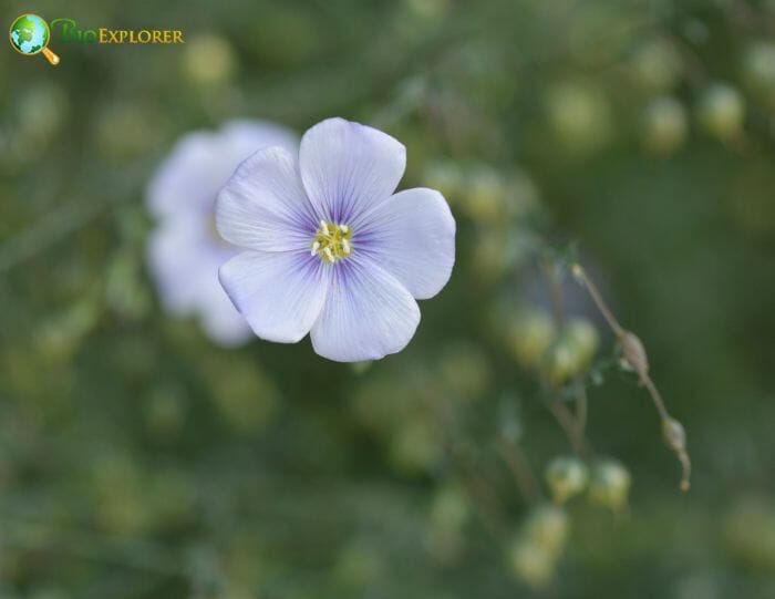 White Perennial Flax Flowers