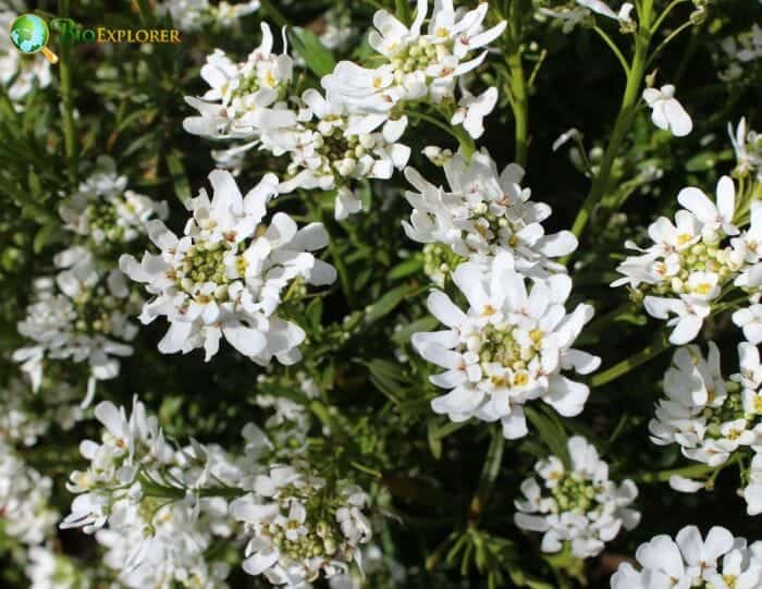 White Persian Candytuft Flowers