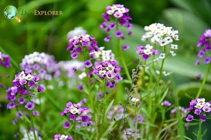 White and Purple Alyssum