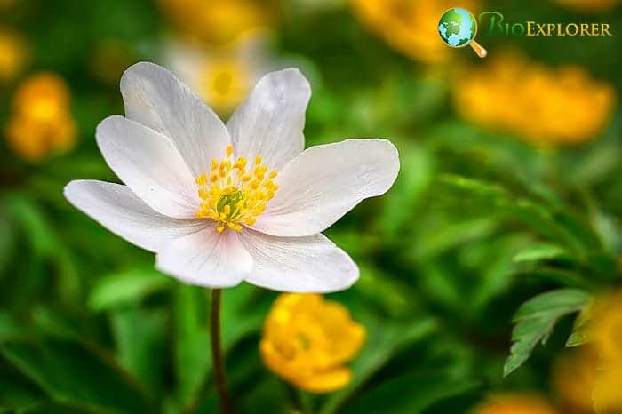 White Anemone Flower