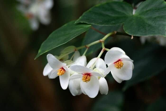 White Begonia Flower