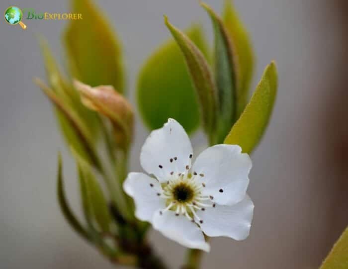 White Pear Flower