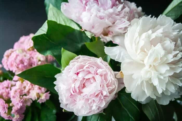 White Peony Flowers