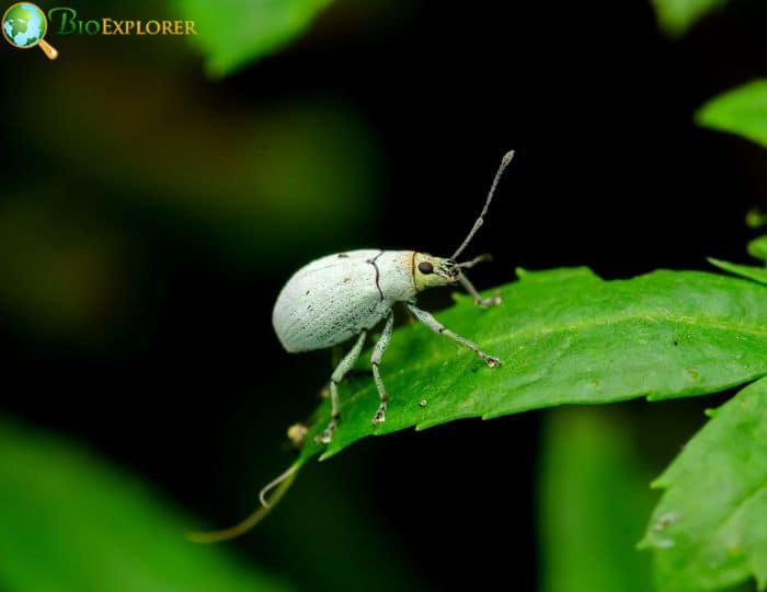 White Pine Weevil