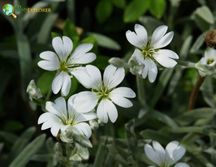 White Snow In Summer Flowers