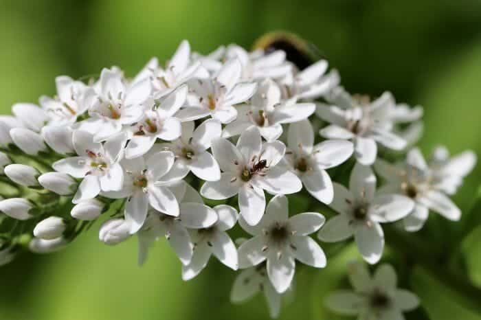 White Spiked Loosestrife