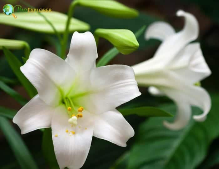 White Tinsel Lilies