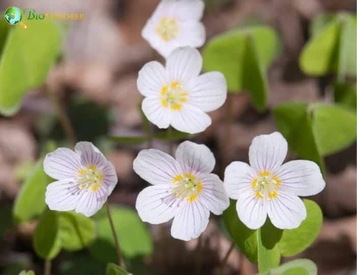 White Wood Sorrels