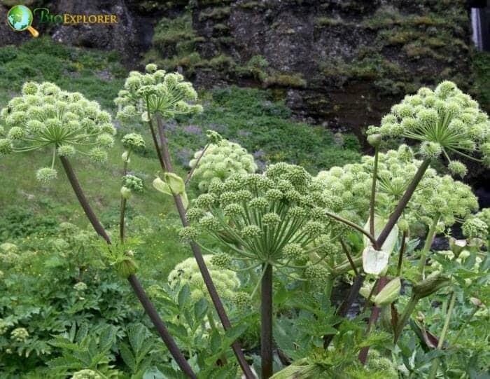 Whitish Angelica Flowers