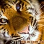 Why Are Tigers Endangered