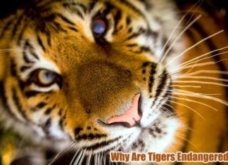 Why Are Tigers Endangered