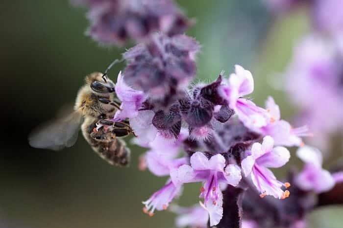 wild bee on purple basil flower